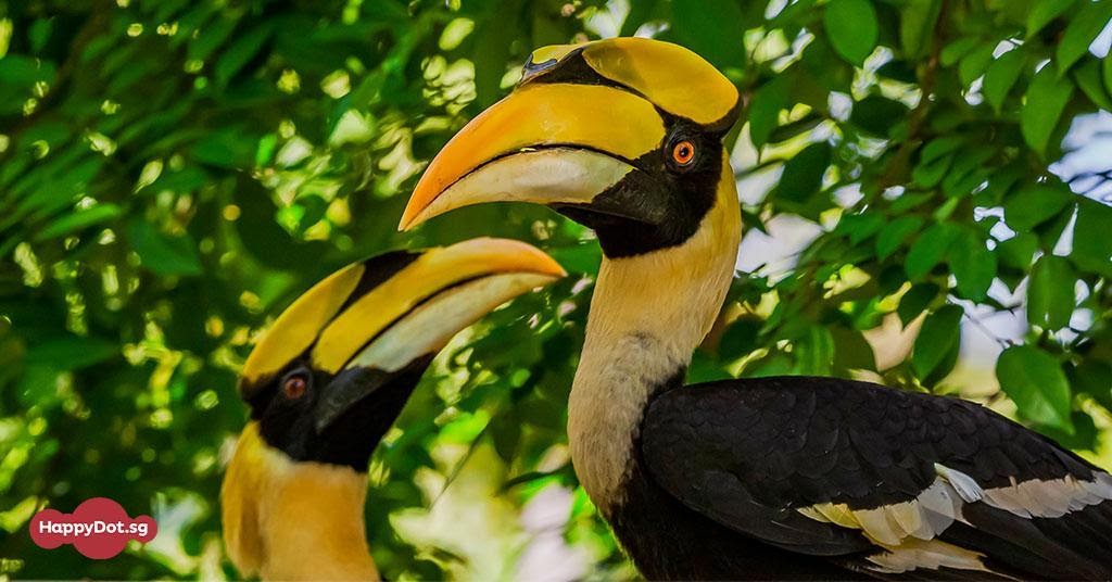 great hornbill bird survey singapore